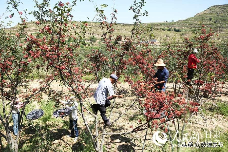 积石山保安族东乡族撒拉族自治县住房和城乡建设局最新招聘信息发布